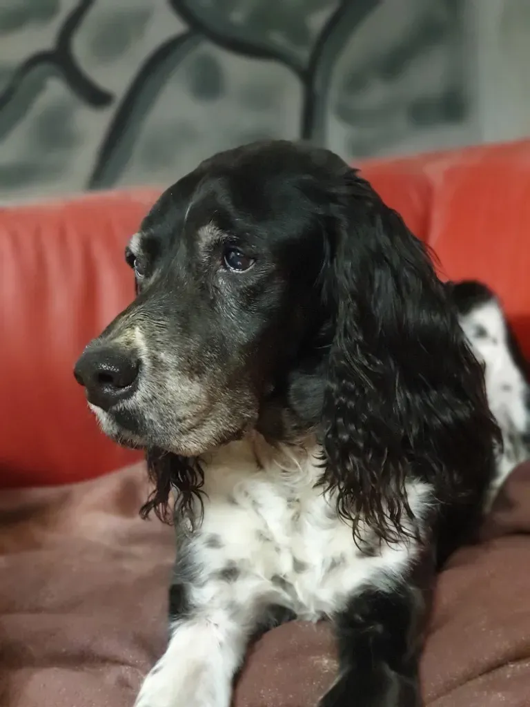 Bolle