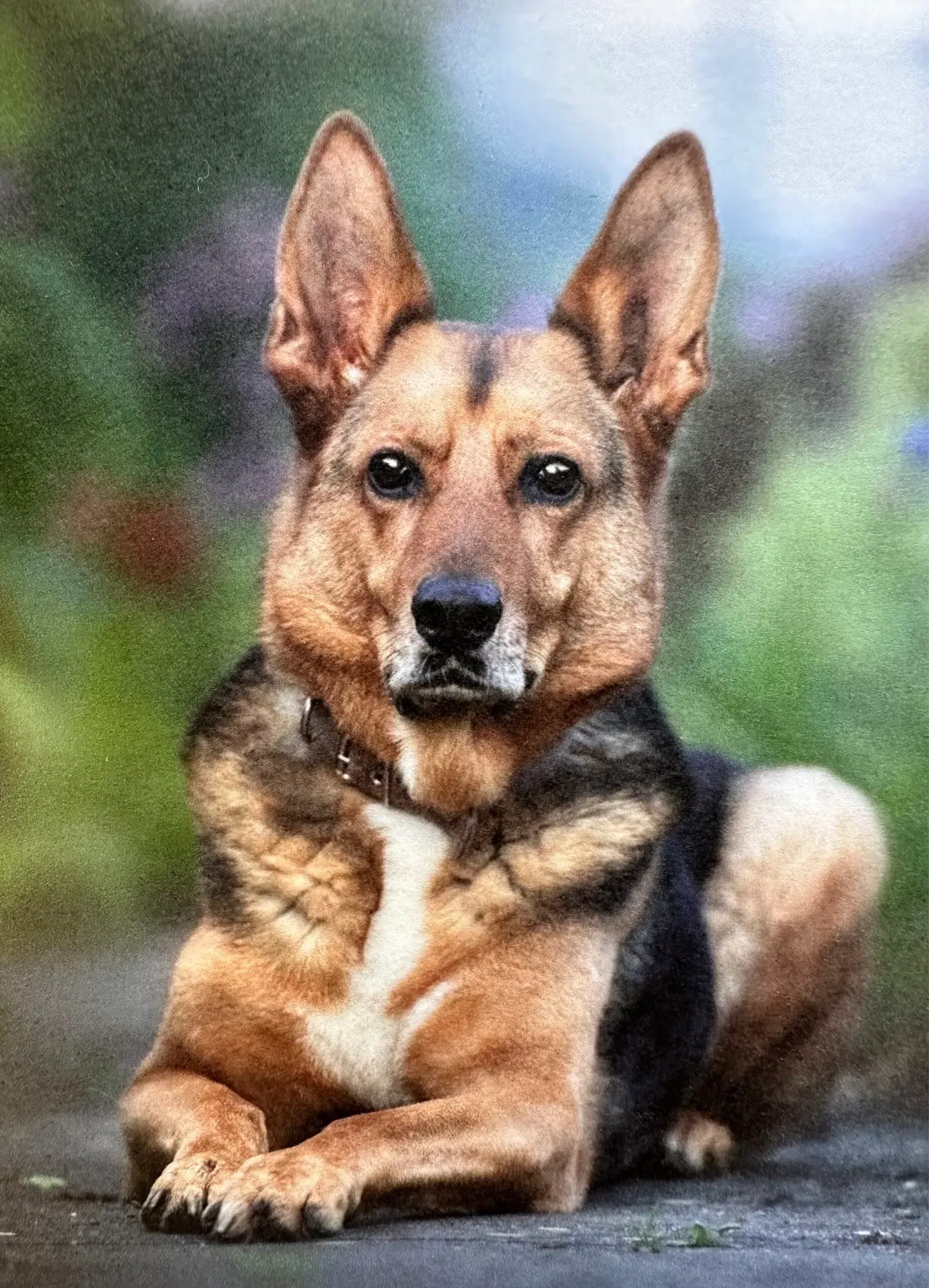 Kalif