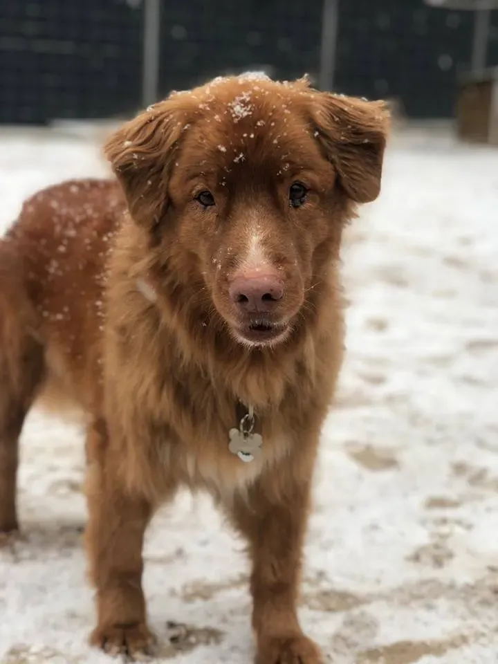 Balu