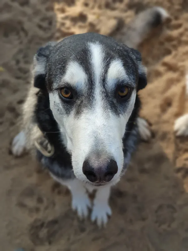 Duke