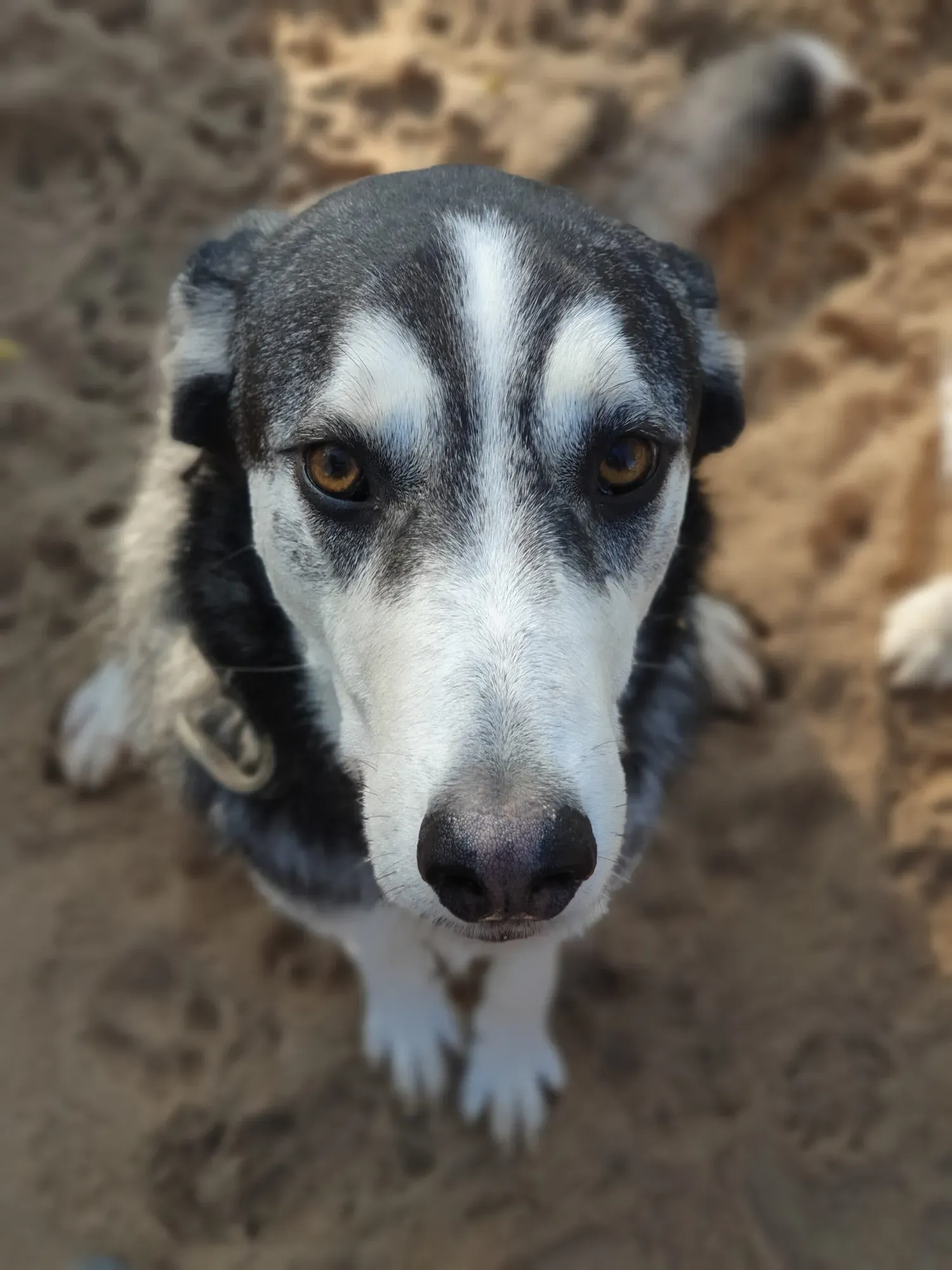 Duke