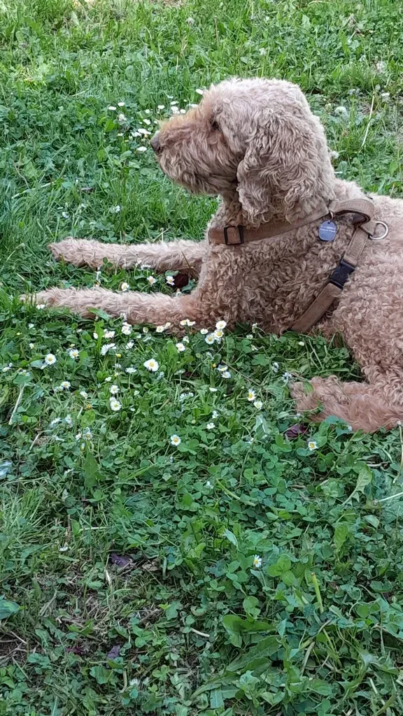 Pino