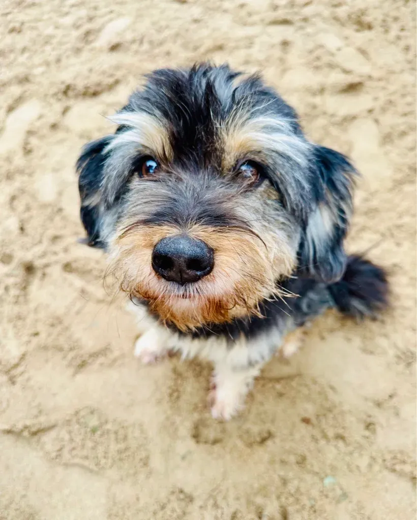 Tobi