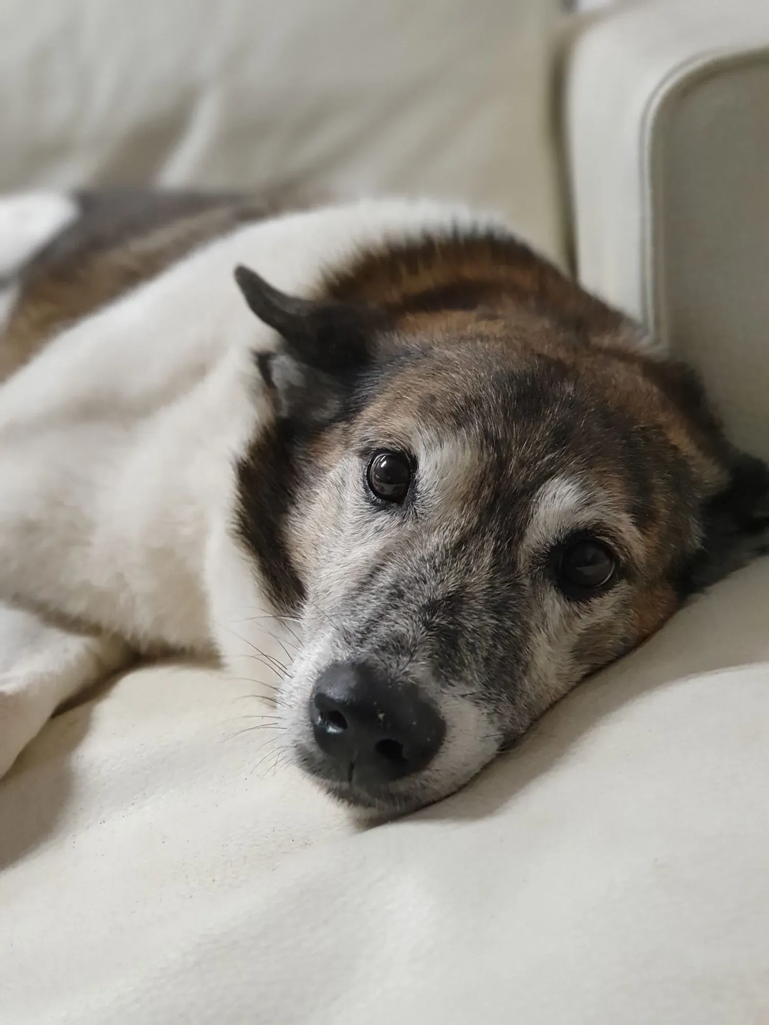 Merlin