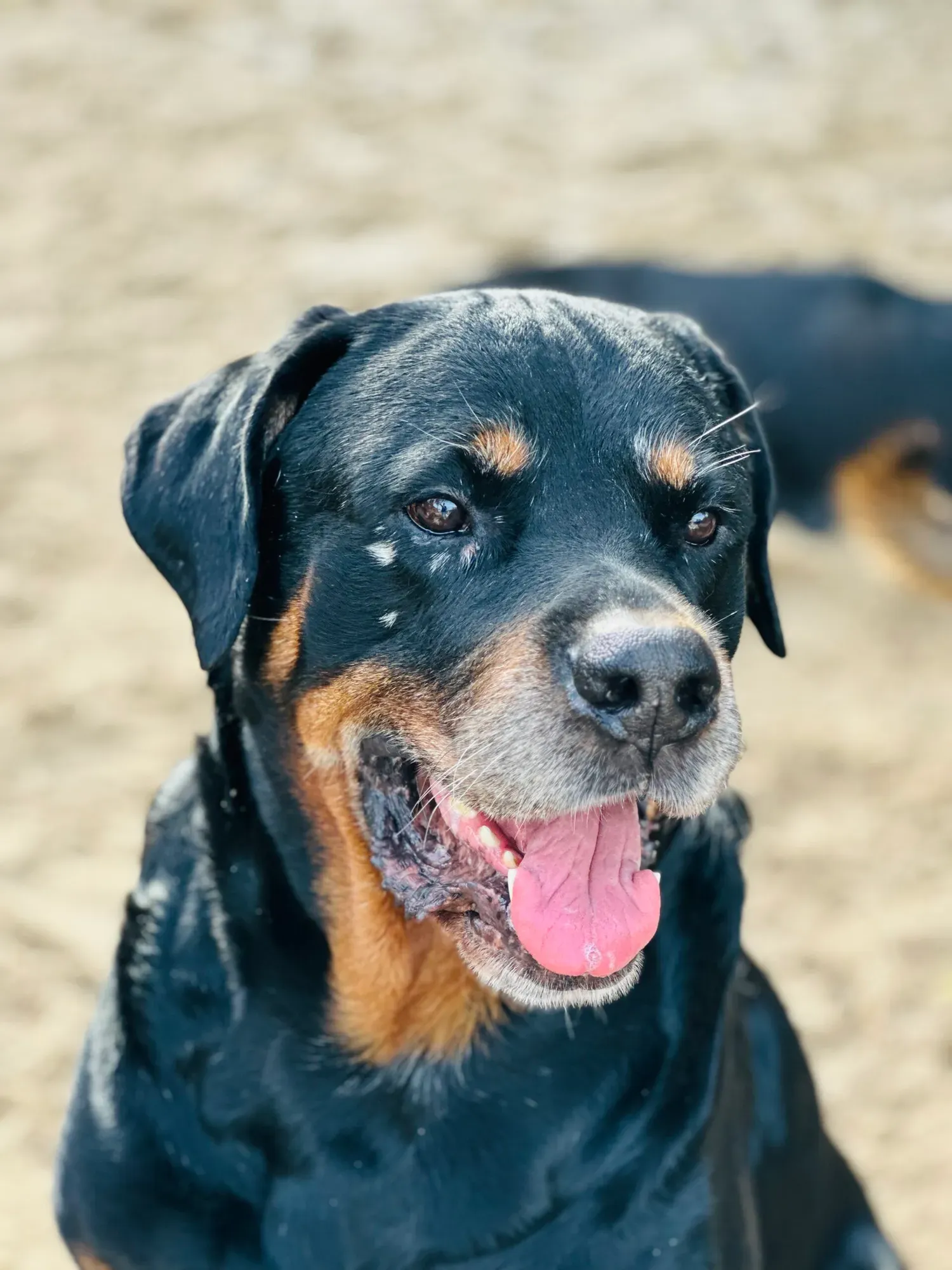 Maximus