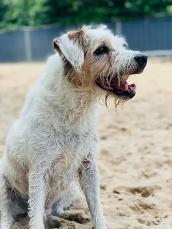 Dancer