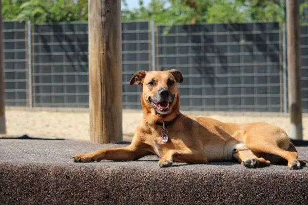 Besuch von Bild Frankfurt im Doggyhouse