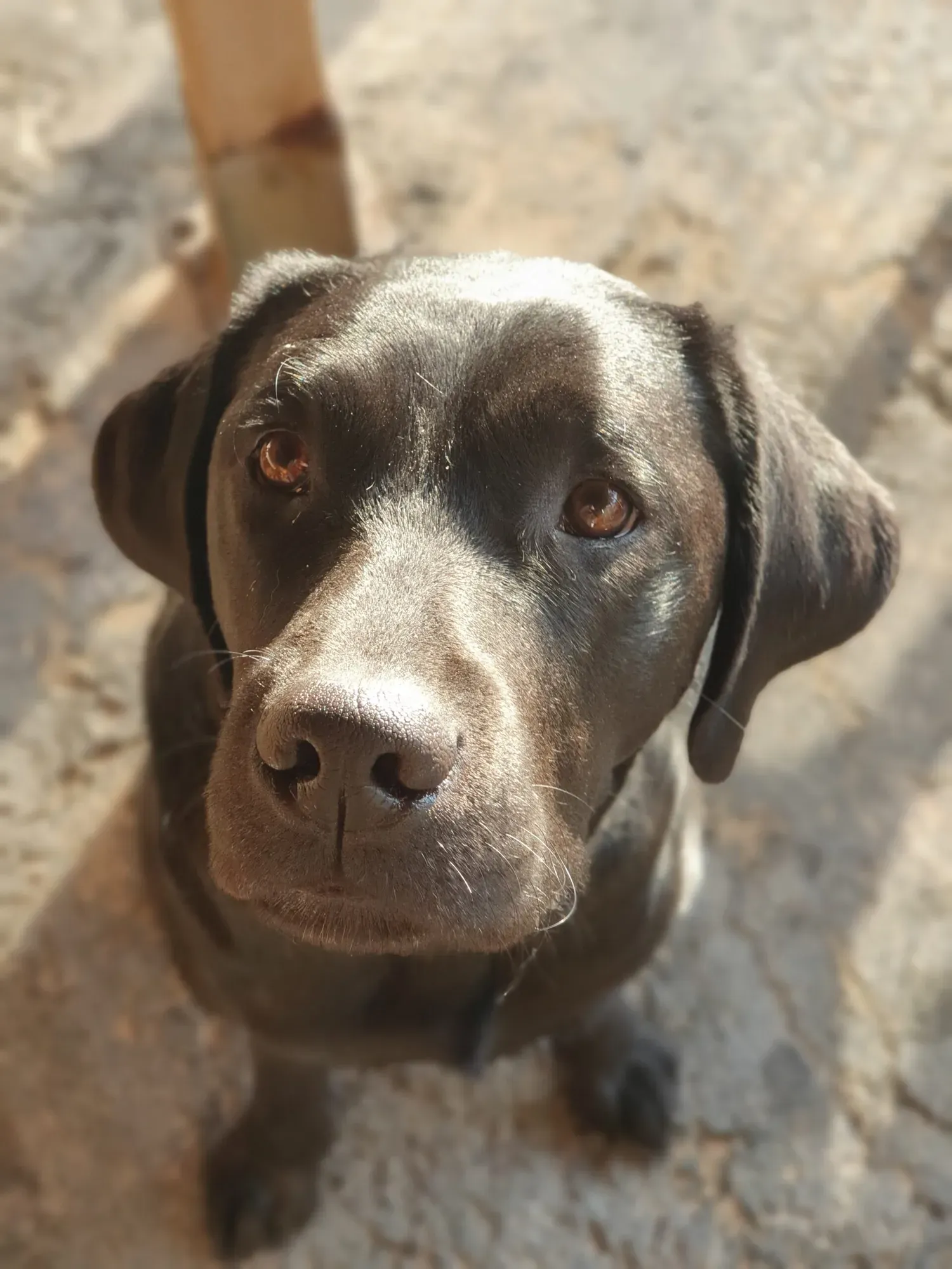 Ella