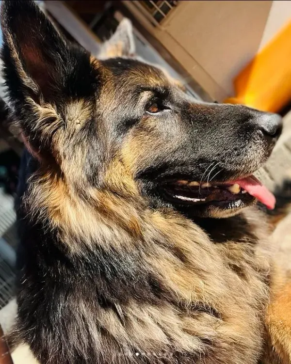 Sami