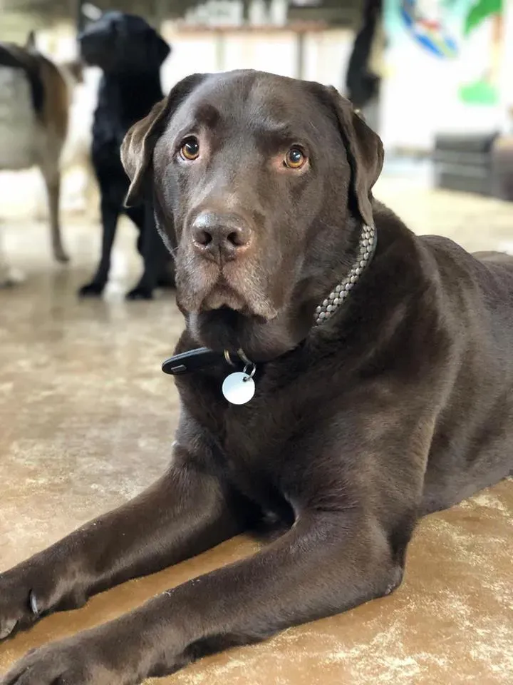 Hugo